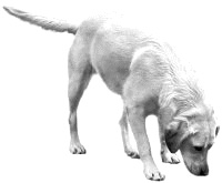 Therapiehund Kea